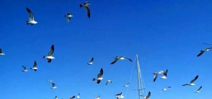 关于大连实德战术如虎添翼，决心夺魁的信息